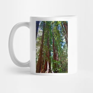 Muir Woods Study 16 Mug